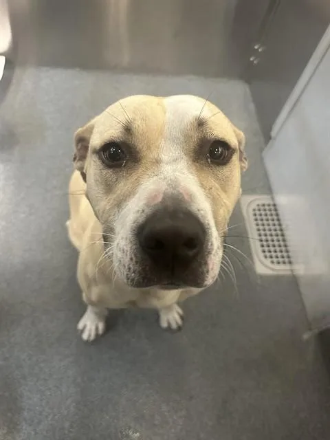 A young large-sized male Mixed Breed dog named Dezma for adoption in Dallas, TX