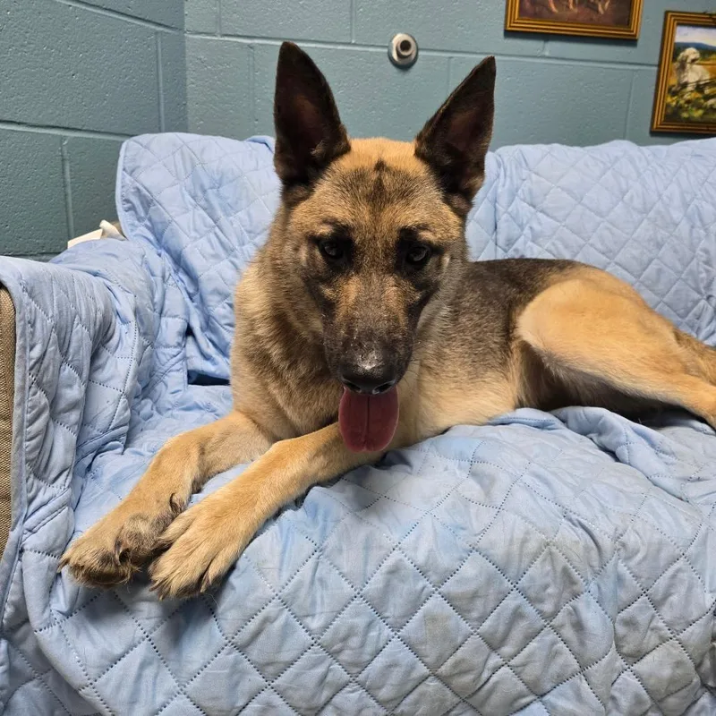 An adult medium-sized female Brown / Chocolate German Shepherd Dog dog named Erica for adoption in Windsor, VA