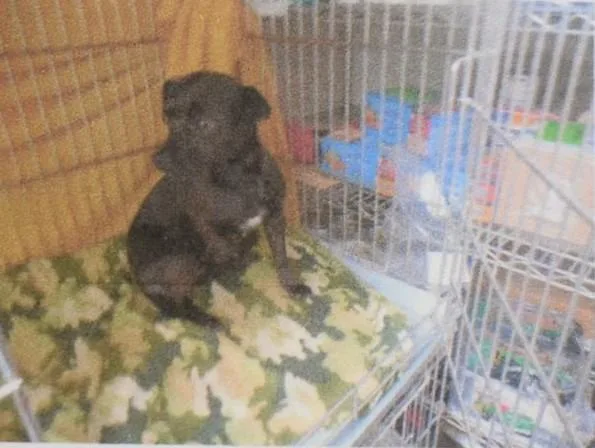 An adult small-sized male Chihuahua dog named Buddy for adoption in Pahrump, NV