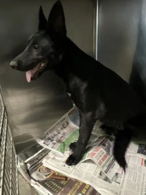 A young medium-sized female German Shepherd Dog dog named Misty for adoption in Los Angeles, CA