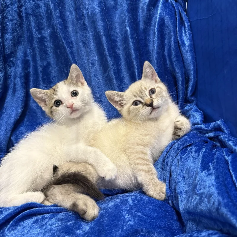 A baby medium-sized female Domestic Short Hair cat named Marie for adoption in Gainesville, FL