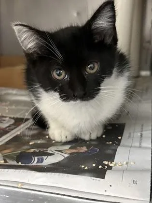 A baby small-sized female Domestic Short Hair cat named Paste for adoption in Madison, NJ