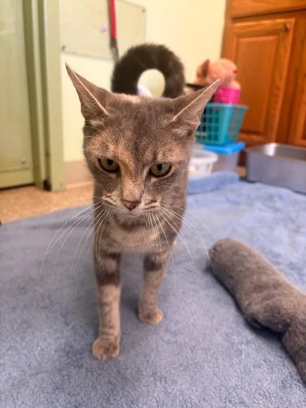 An adult medium-sized female Calico Domestic Short Hair cat named Louise for adoption in Warren, PA