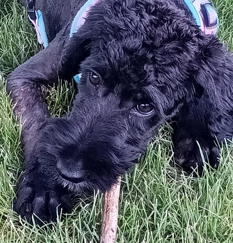 A baby large-sized female Poodle dog named Zoey May for adoption in Palatine, IL