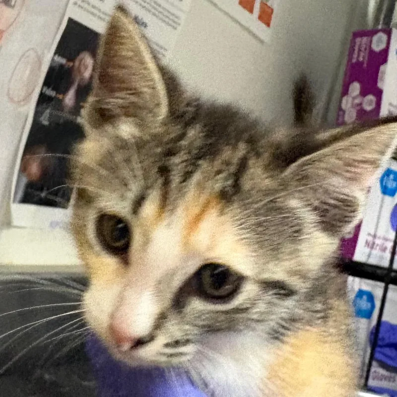 A baby small-sized female Tortoiseshell Domestic Short Hair cat named Sunflower for adoption in League City, TX