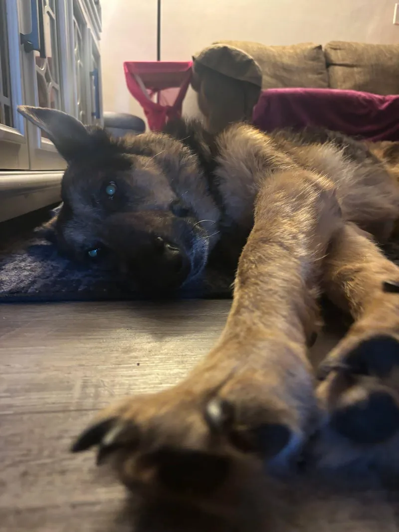 Max Sweetheart Gsd Needs thumbnail 2