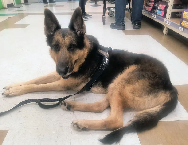 Max Sweetheart Gsd Needs thumbnail 3