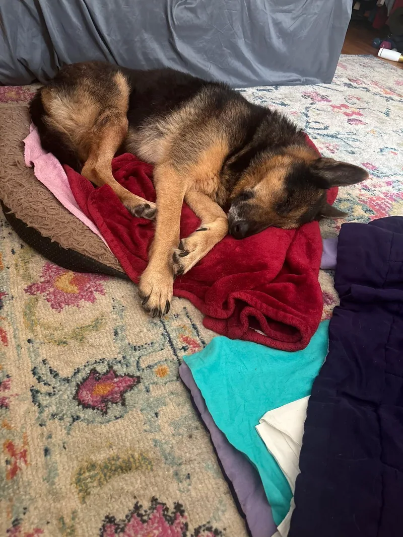 Max Sweetheart Gsd Needs thumbnail 4