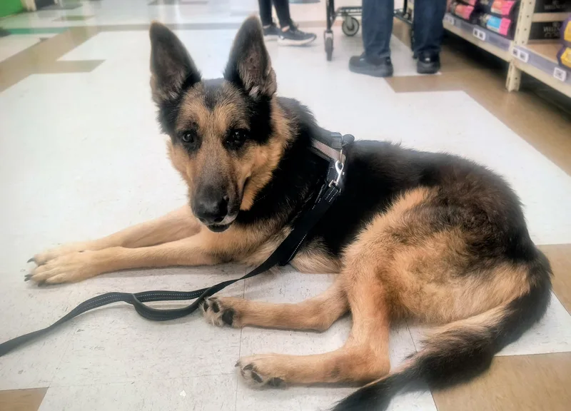 Max Sweetheart Gsd Needs thumbnail 5