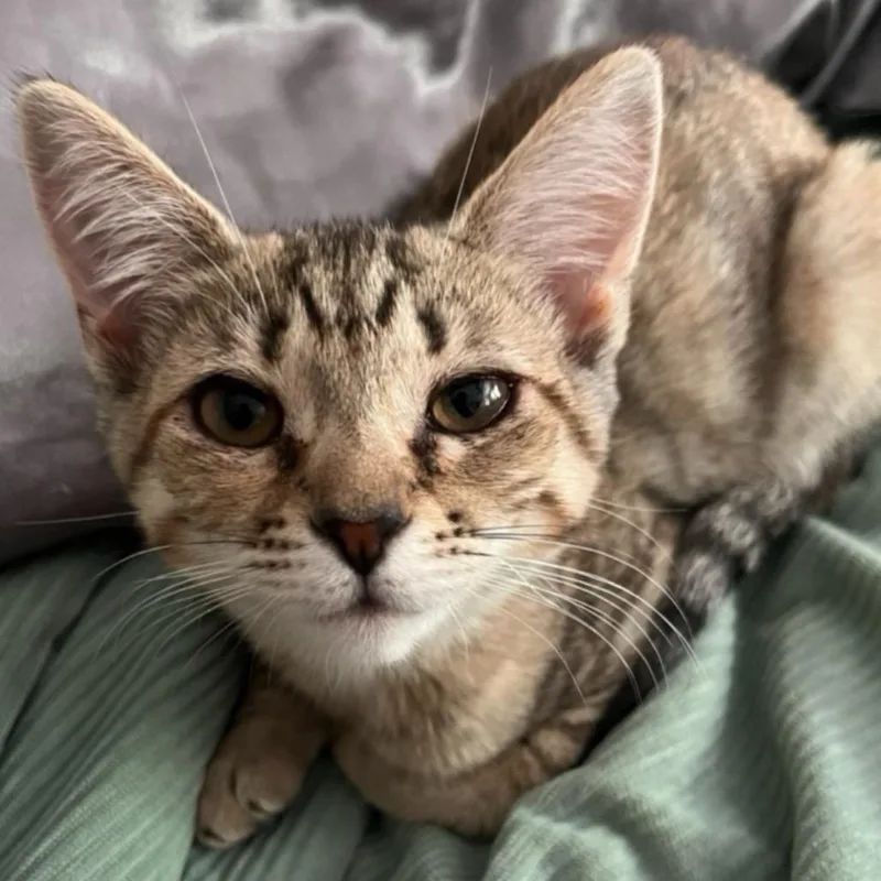 An adult small-sized female Buff / Tan / Fawn Domestic Short Hair cat named Jasmine for adoption in Frederick, MD