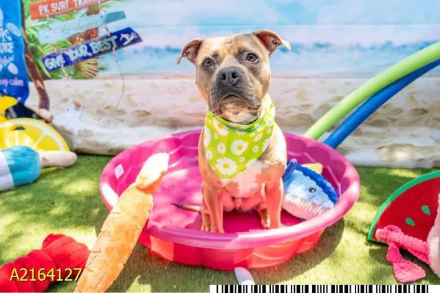 An adult medium-sized male Mixed Breed dog named Brownie for adoption in West Palm Beach, FL