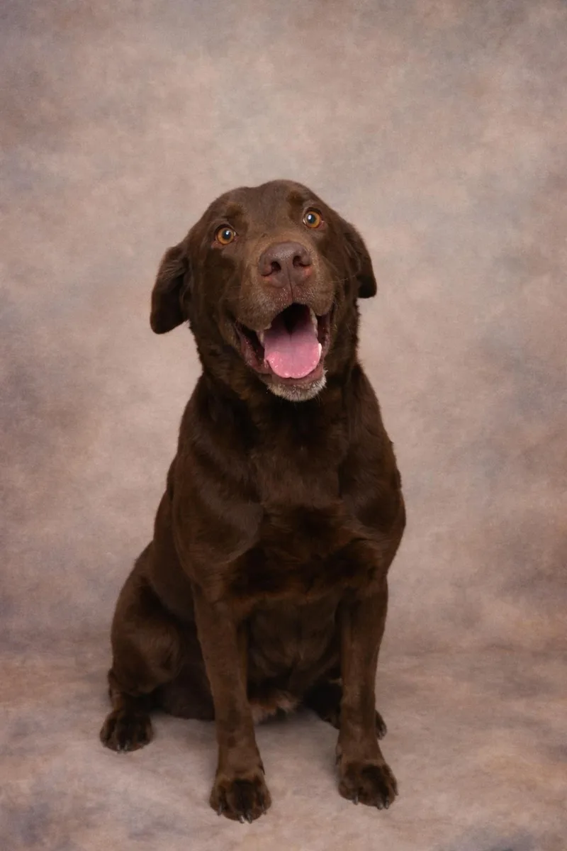 An adult large-sized male Brown / Chocolate Chocolate Labrador Retriever dog named Bruno for adoption in Elyria, OH