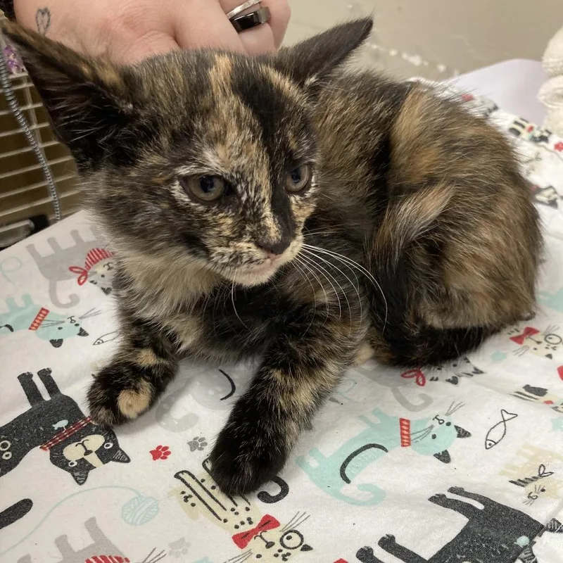 A baby small-sized female Domestic Short Hair cat named Wednesday for adoption in Blue Ridge, GA