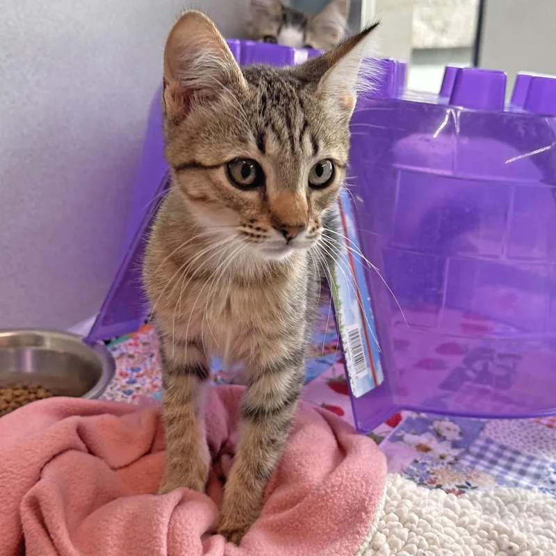A baby small-sized female Buff / Tan / Fawn Domestic Short Hair cat named Macaroon for adoption in Hailey, ID