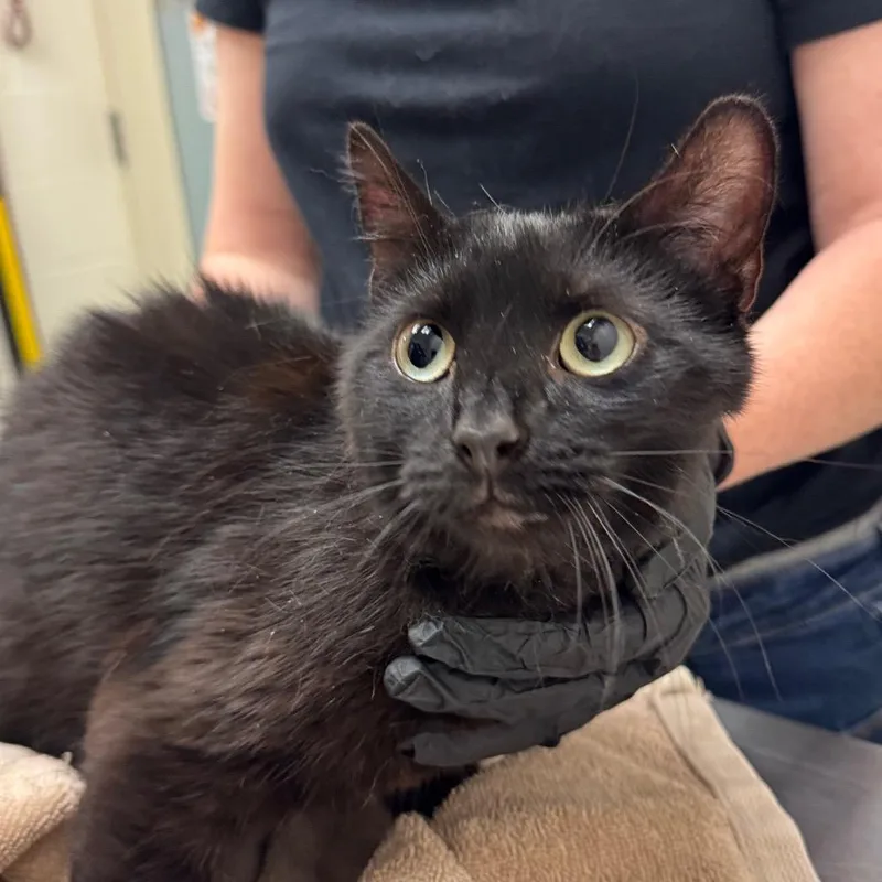 A young medium-sized female Black Domestic Short Hair cat named Onyx for adoption in Murray, UT