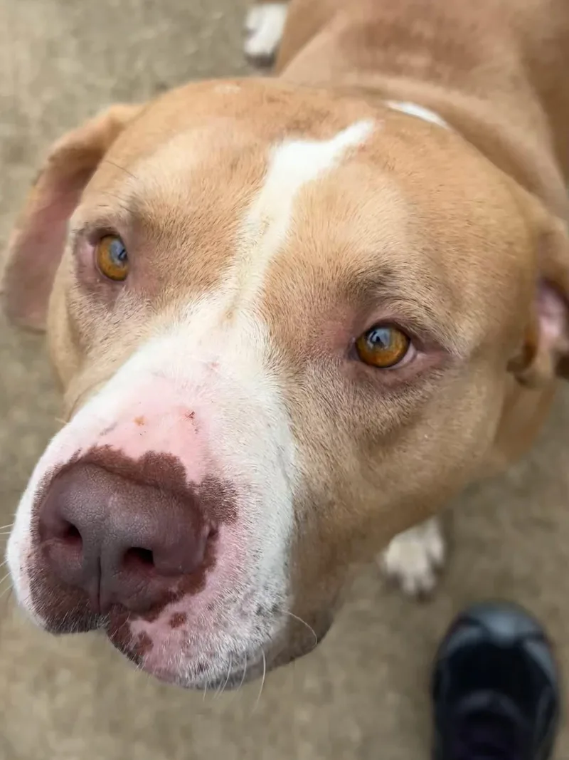An adult medium-sized male Yellow / Tan / Blond / Fawn Pit Bull Terrier dog named Freeport for adoption in Chicago, IL