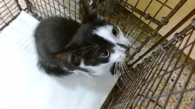A baby small-sized male Domestic Short Hair cat named Taffy for adoption in Miami, FL
