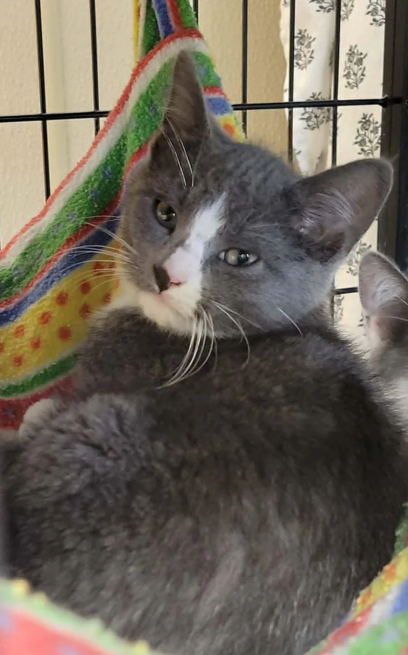 A baby medium-sized male Domestic Short Hair cat named Laffy Taffy for adoption in Portage, WI