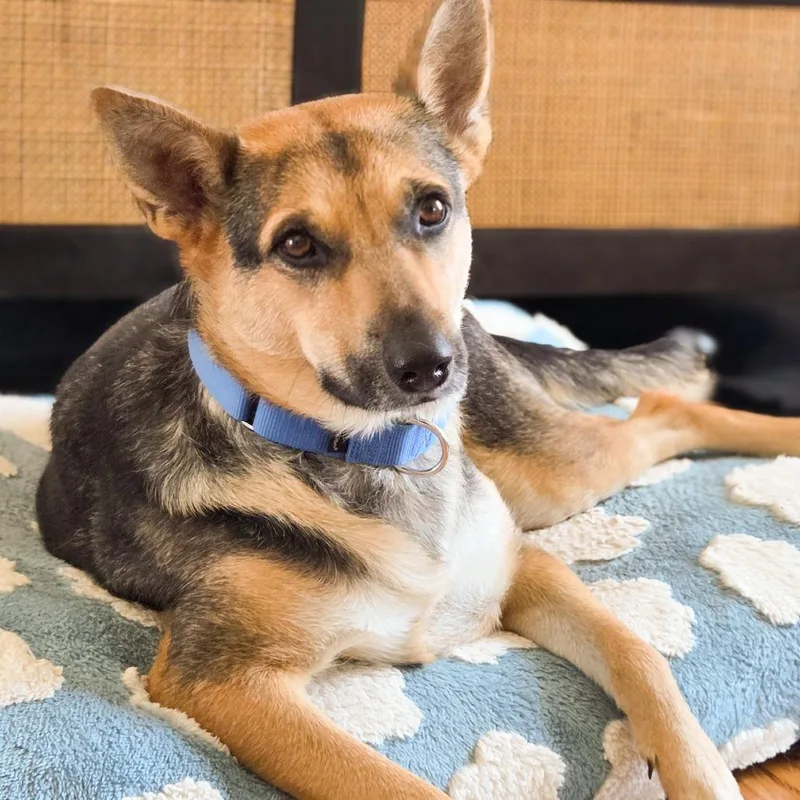 An adult medium-sized female Black German Shepherd Dog dog named Flora for adoption in Houston, TX