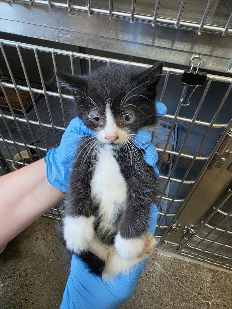 A baby small-sized male Domestic Short Hair cat named Mushroom for adoption in Burnsville, NC