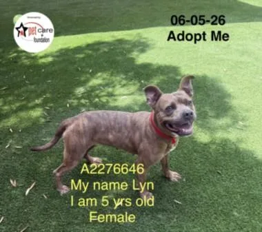 An adult medium-sized female Pit Bull Terrier dog named Sheba for adoption in Los Angeles, CA