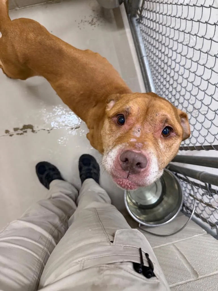 A senior medium-sized male Pit Bull Terrier dog named Callum for adoption in Berlin, MD