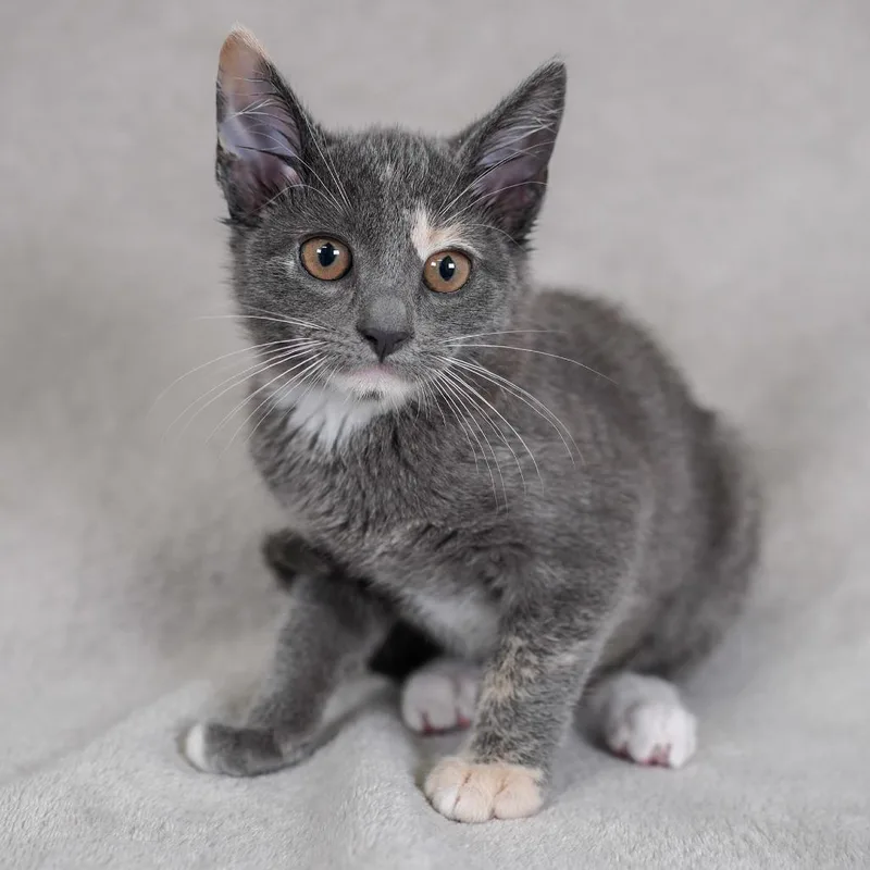 A baby small-sized female Tortoiseshell Domestic Short Hair cat named Midi for adoption in Sunnyvale, CA