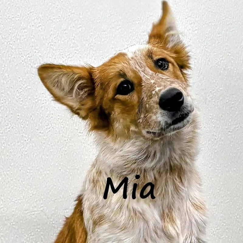 Mia thumbnail 4