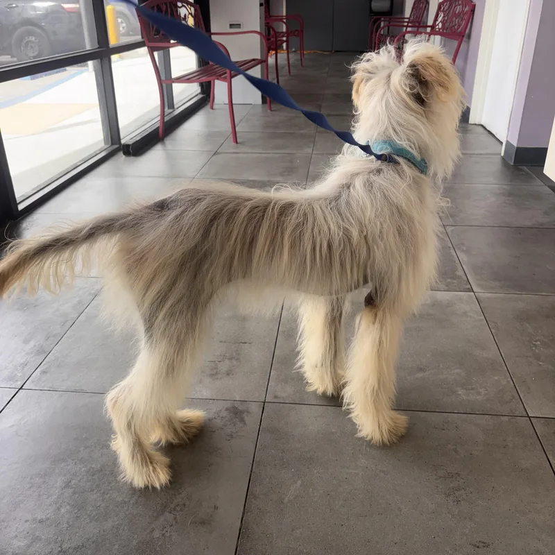 A young large-sized female Xoloitzcuintli / Mexican Hairless dog named Lana for adoption in Corona, CA
