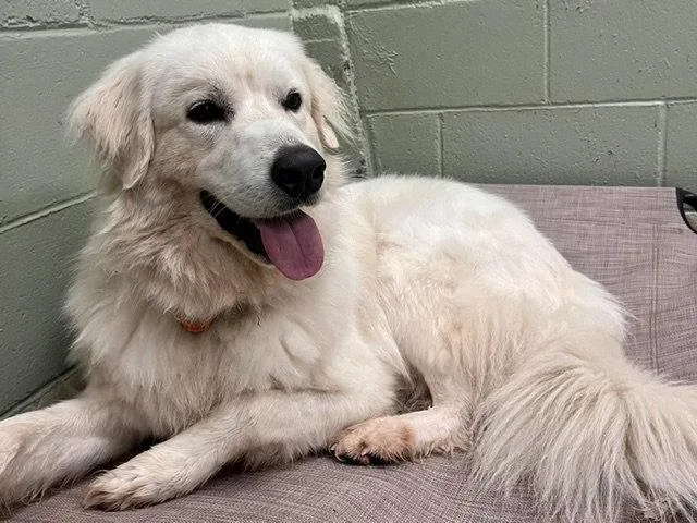 An adult extra large-sized male Great Pyrenees dog named Yeti for adoption in Webster, WI