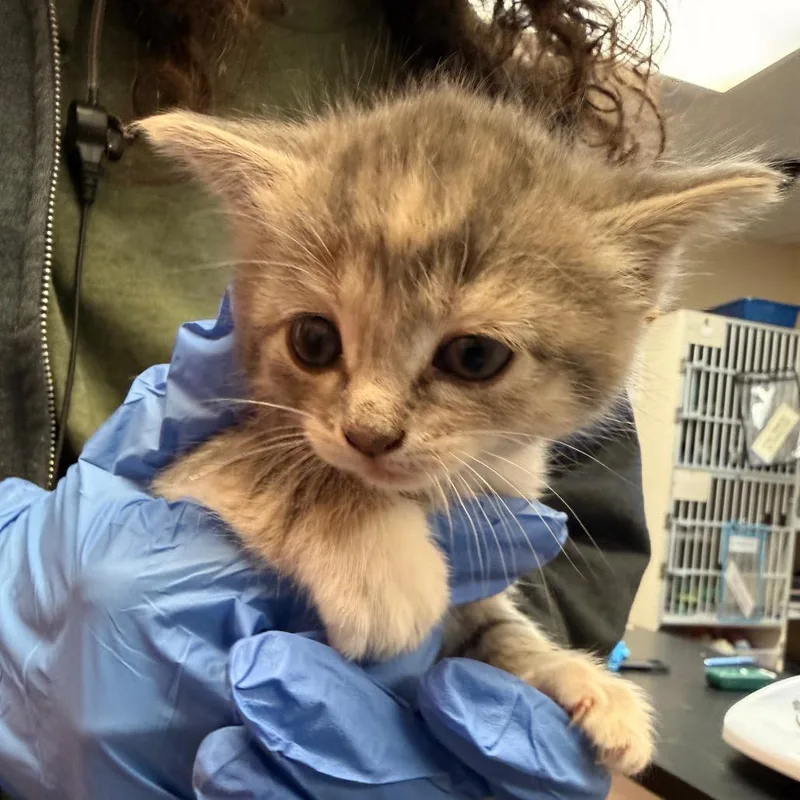 A baby small-sized female Gray / Blue / Silver Domestic Short Hair cat named Monica for adoption in Flagstaff, AZ