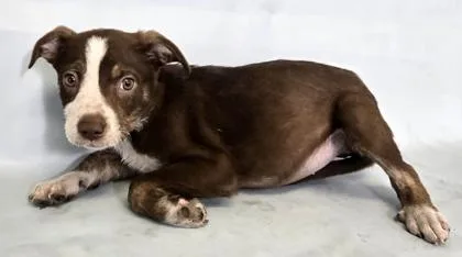 A baby medium-sized female Australian Shepherd dog named Ariel for adoption in Morton Grove, IL