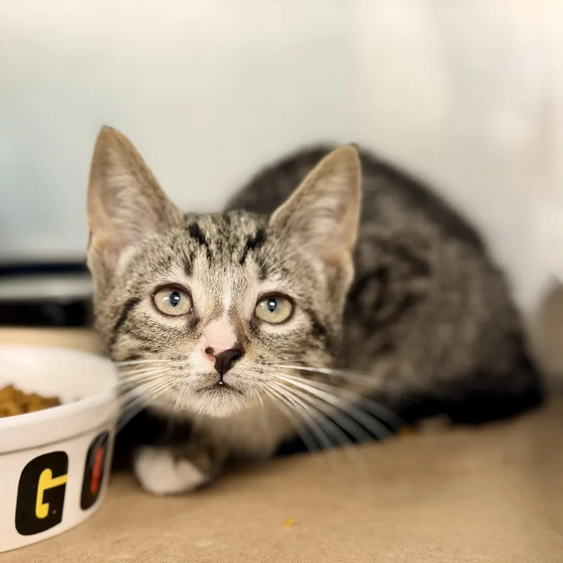A baby medium-sized male Tabby (Brown / Chocolate) Domestic Short Hair cat named Calvin for adoption in Jackson, NJ