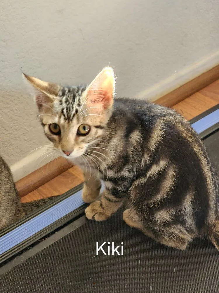 A baby small-sized female Tabby (Brown / Chocolate) Domestic Short Hair cat named Kiki for adoption in Lancaster, CA
