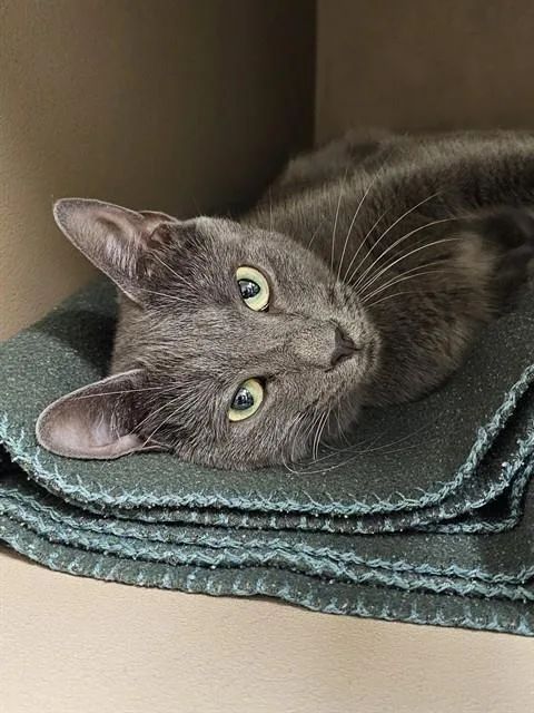 An adult medium-sized female Domestic Short Hair cat named Monet for adoption in Clyde, NC