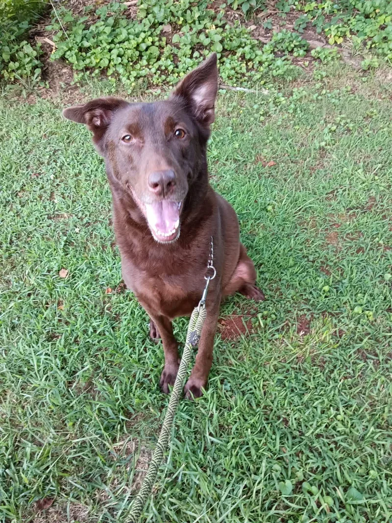 An adult large-sized male Brown / Chocolate Labrador Retriever dog named Bear Canyon for adoption in Lawrenceville, GA