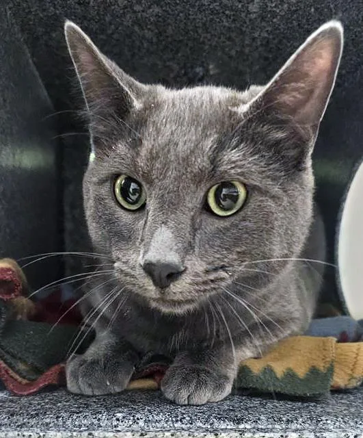 An adult medium-sized male Gray / Blue / Silver Domestic Short Hair cat named Grayson for adoption in Nashville, TN