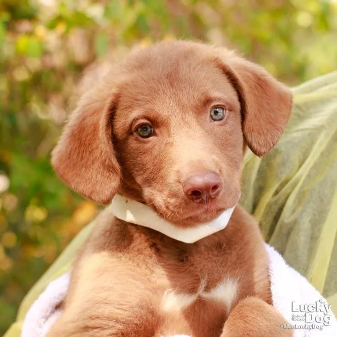 A baby large-sized female Labrador Retriever dog named Ms. Vicki for adoption in Washington, DC