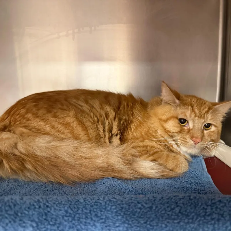 A young large-sized male Orange / Red Domestic Medium Hair cat named Earl for adoption in Perkiomenville, PA
