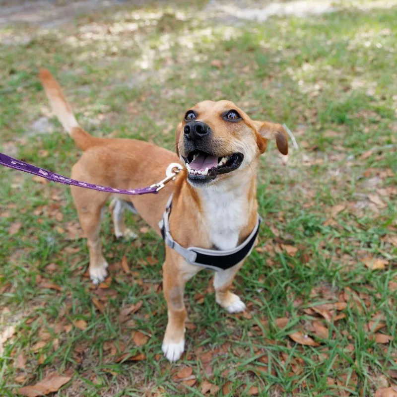 An adult medium-sized male Brown / Chocolate Mixed Breed dog named Pupcorn for adoption in Gainesville, FL