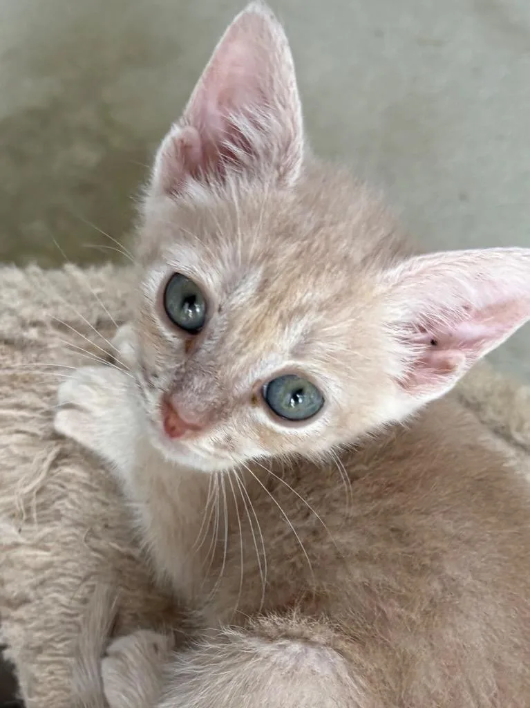 A baby medium-sized male Domestic Short Hair cat named Tattooine for adoption in Raleigh, NC