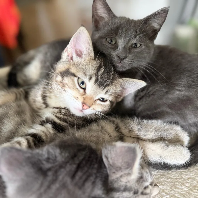 A baby small-sized male Gray / Blue / Silver Domestic Short Hair cat named Lightning for adoption in Skokie, IL