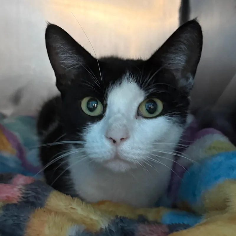 An adult medium-sized female Domestic Short Hair cat named Georgia for adoption in Troy, VA