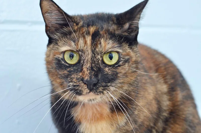 A young medium-sized female Tortoiseshell Domestic Short Hair cat named Mama Sue for adoption in Sanford, FL