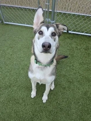 Hazel