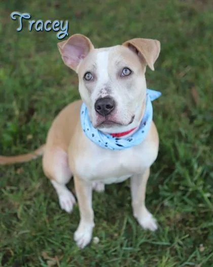 An adult medium-sized female Terrier dog named Tracey for adoption in Parma, OH