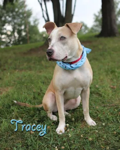 Tracey thumbnail 2