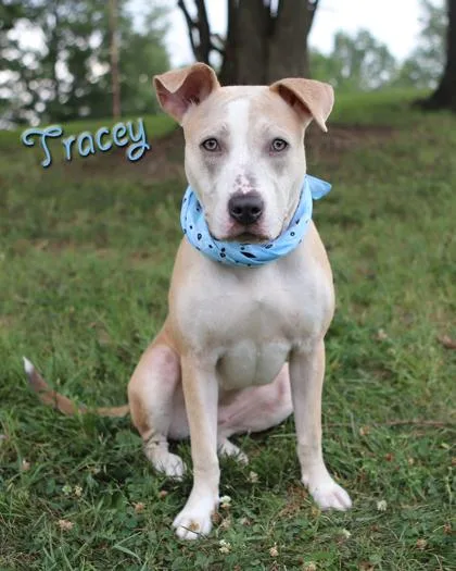 Tracey thumbnail 3