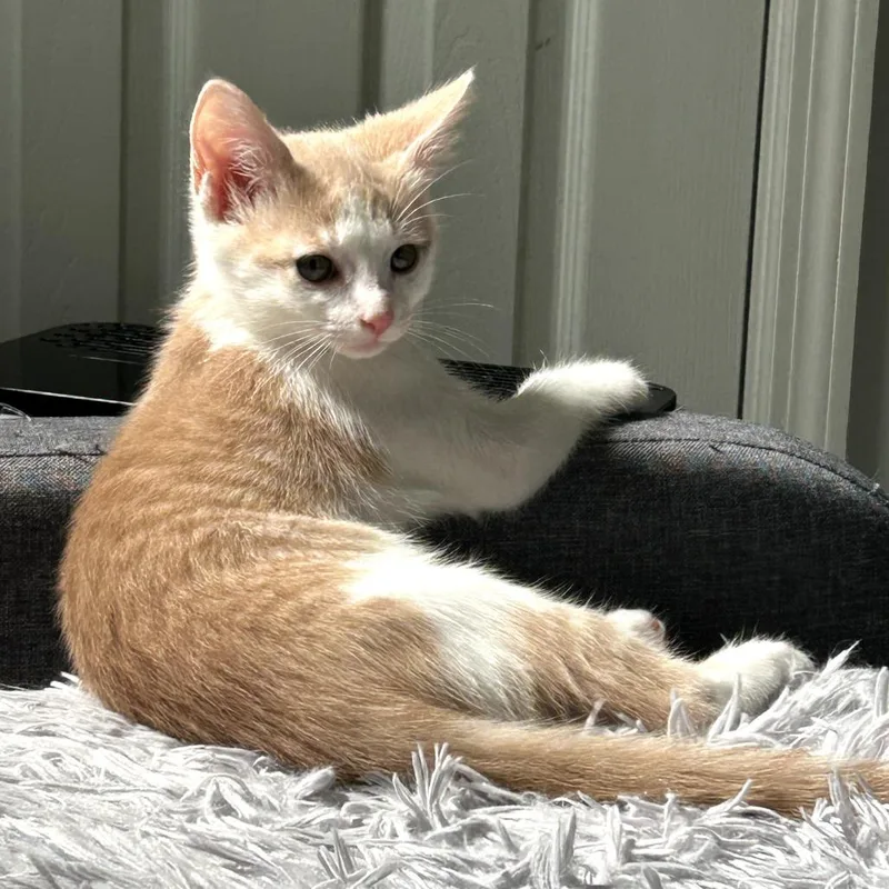 A baby small-sized male Orange / Red Domestic Short Hair cat named Jinx for adoption in Huntsville, AL