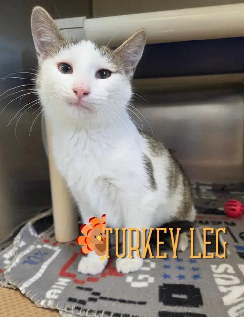 A baby medium-sized male Tabby (Brown / Chocolate) Domestic Short Hair cat named Turkey Leg for adoption in Nevada, IA